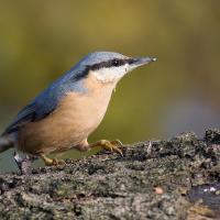 Nuthatch 1 